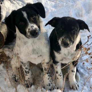 Young 7/8th Border Collie livestock working dog